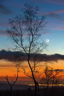 2014: 80186077 Birch Tree - on Huehnerfeld Heath - silhouette