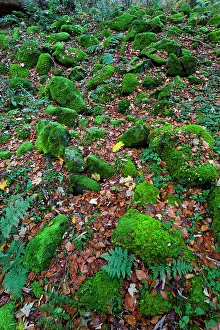 2014: 80186078 Moss - growing on basalt rocks - in a woodland