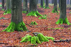 Roots: 80186079 Beech Trees - with moss covered stem bases