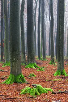Roots: 80186080 Beech Trees - with moss covered stem bases