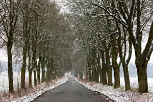 Allee: 80186082 Norway Maple - alle in winter - Beberbeck