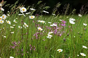 Ragged: 80186083 Wild Flowers - Ox-eye Daisies and Ragged