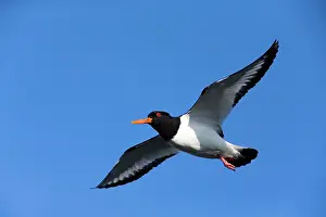 Oystercatcher: 80186084 Oystercatcher - in flight Baltic Sea, Schleswig