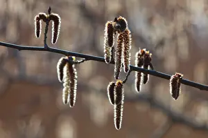 2014: 80186085 Poplar Tree Catkins - in flower Lower Saxony