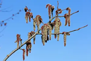2014: 80186086 Poplar Tree Catkins - in flower Lower Saxony