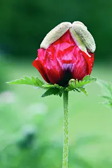 2014: 80186087 Poppy Blossom - garden cultivated species