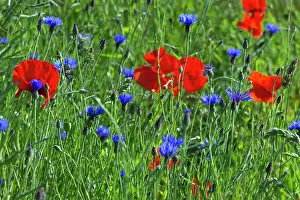 2014: 80186088 Common Poppy and Cornflower (Centaurea