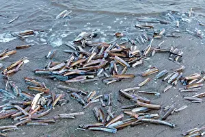 Texel: 80186092 Pod Razor Shells - washed up by the tide