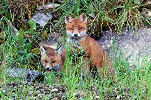 Quarry: 80186093 Red Fox Cubs - two animals playing Lower