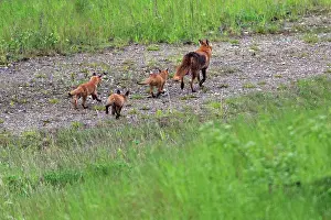 Quarry: 80186094 Red Fox - Vixen - three cubs following