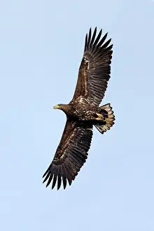 80186096 White-tailed Eagle - subadult - in flight