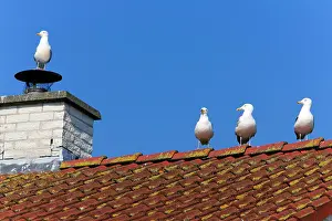 Gulls: 80186097 Herring Gull - four birds sitting on house