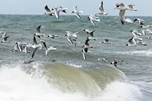 Picking: 80186098 Black-headed Gull - flock picking up food