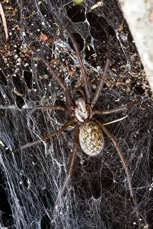 Domestica: 80186099 Domestic House Spider - in web Lower Saxony