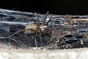 Domestica: 80186100 Domestic House Spider - in web Lower Saxony