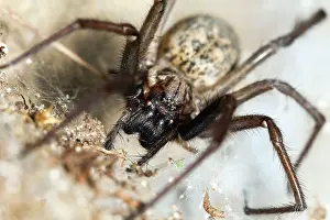 Domestica: 80186101 Domestic House Spider Lower Saxony, Germany