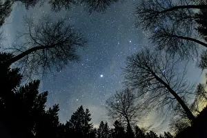 Febuary: 80186102 Mixed Woodland and the Stars at Night -