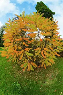 Sumach: 80186106 Sumach - bush in autumn colour Lower Saxony