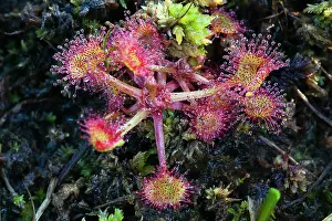 Sundew: 80186107 Common Sundew Lower Saxony, Germany, Europe