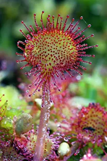 Sundew: 80186108 Common Sundew Lower Saxony, Germany, Europe