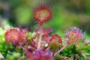 Sundew: 80186109 Common Sundew Lower Saxony, Germany, Europe
