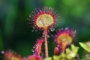 Sundew: 80186110 Common Sundew Lower Saxony, Germany, Europe