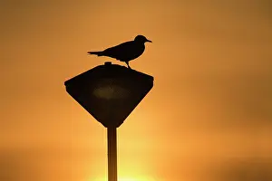 Lantern: 80186112 Common Gull - silhouette of bird - perched