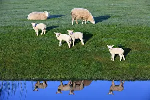 Lambs: 80186113 Texel Sheep - four lambs at edge of a channel