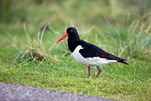 Oystercatcher: 80186114 Oystercatcher - with amputated foot and