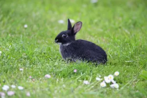 Texel: 80186115 Wild Rabbit - hybrid - with domestic rabbit