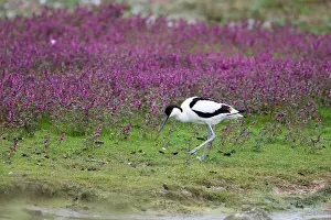 Avocet: 80186116 Avocet - searching for food - amongst red