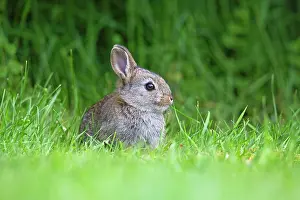 Nibbling: 80186123 Wild Rabbit - young animal - nibbling on