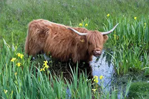 Ditch: 80186124 Highland Cow - standing in ditch - amongst