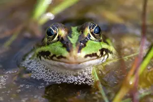 Ridibundus: 80186125 Marsh Frog - Portrait Island of Texel
