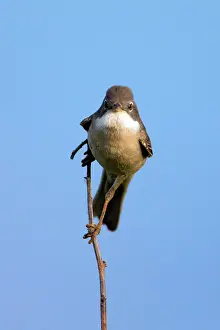 Texel: 80186126 Whitethroat - portrait Island of Texel