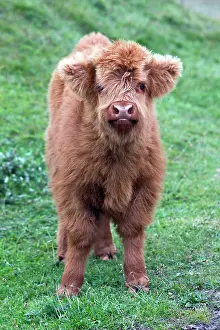 Texel: 80186131 Highland Cow - calf - looking inquisitve