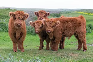 Inquisitive: 80186133 Highland Cow - four calves - looking inquisitive
