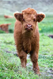 Inquisitive: 80186134 Highland Cow - calf - looking inquisitive