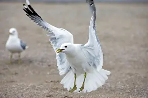Seagull: 80186135 Common Gull - in landing flight - calling