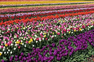 Rows: 80186143 Tulip Crop - grown for the bulb harvest