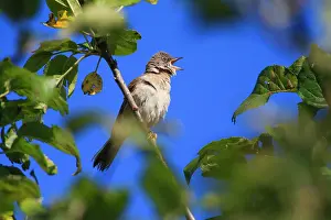 Song: 80186144 Whitethroat - singing from a branch Lower