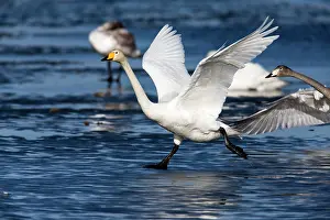 Taking: 80186145 Whooper Swan - bird in take-off flight