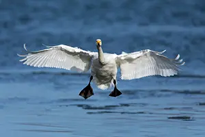 Whooper: 80186146 Whooper Swan - bird in flight - landing