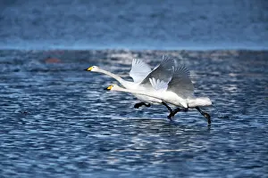 Whooper: 80186147 Whooper Swan - two birds in take-of flight
