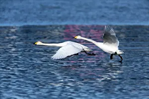 Whooper: 80186148 Whooper Swan - two birds in take-of flight