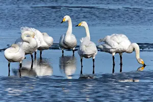 Whooper: 80186149 Whooper Swan - group of birds resting at