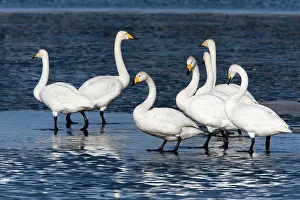 Whooper: 80186150 Whooper Swan - group of birds resting at
