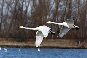 Whooper: 80186151 Whooper Swan - two birds in flight - over