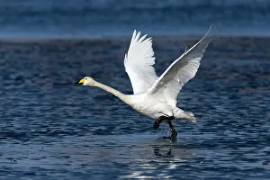 Whooper: 80186152 Whooper Swan - bird in take-off flight
