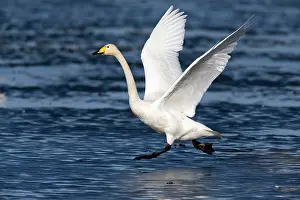 Whooper: 80186153 Whooper Swan - bird in take-off flight